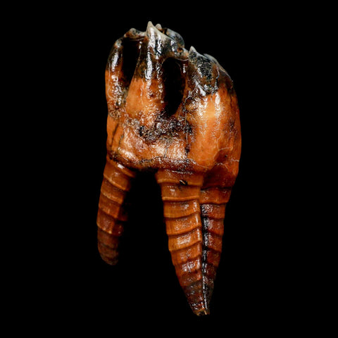 4.1" Woolly Rhinoceros Fossil Rooted Tooth Pleistocene Age Megafauna Russia COA - Fossil Age Minerals