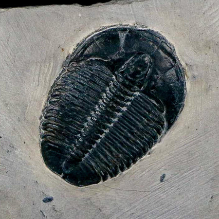 XL 1.4" Elrathia Kingi Trilobite Fossil In Matrix House Range Utah Cambrian Age COA