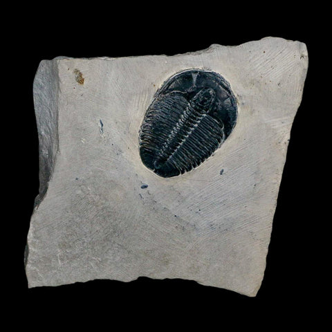 XL 1.4" Elrathia Kingi Trilobite Fossil In Matrix House Range Utah Cambrian Age COA - Fossil Age Minerals