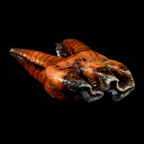 4.1" Woolly Rhinoceros Fossil Rooted Tooth Pleistocene Age Megafauna Russia COA - Fossil Age Minerals