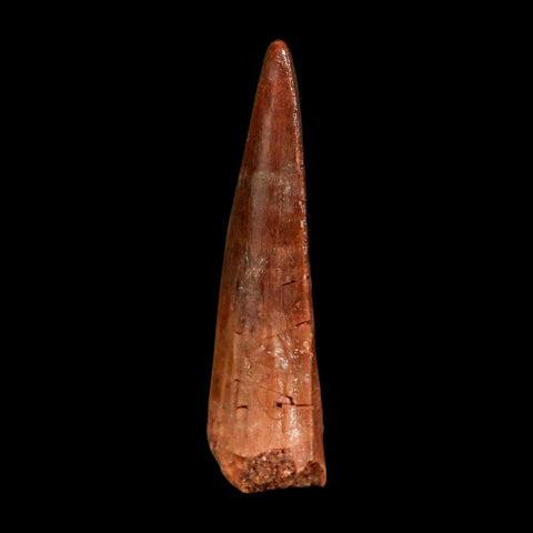1.5" Spinosaurus Fossil Tooth 100 Million Years Old Cretaceous Dinosaur COA Stand