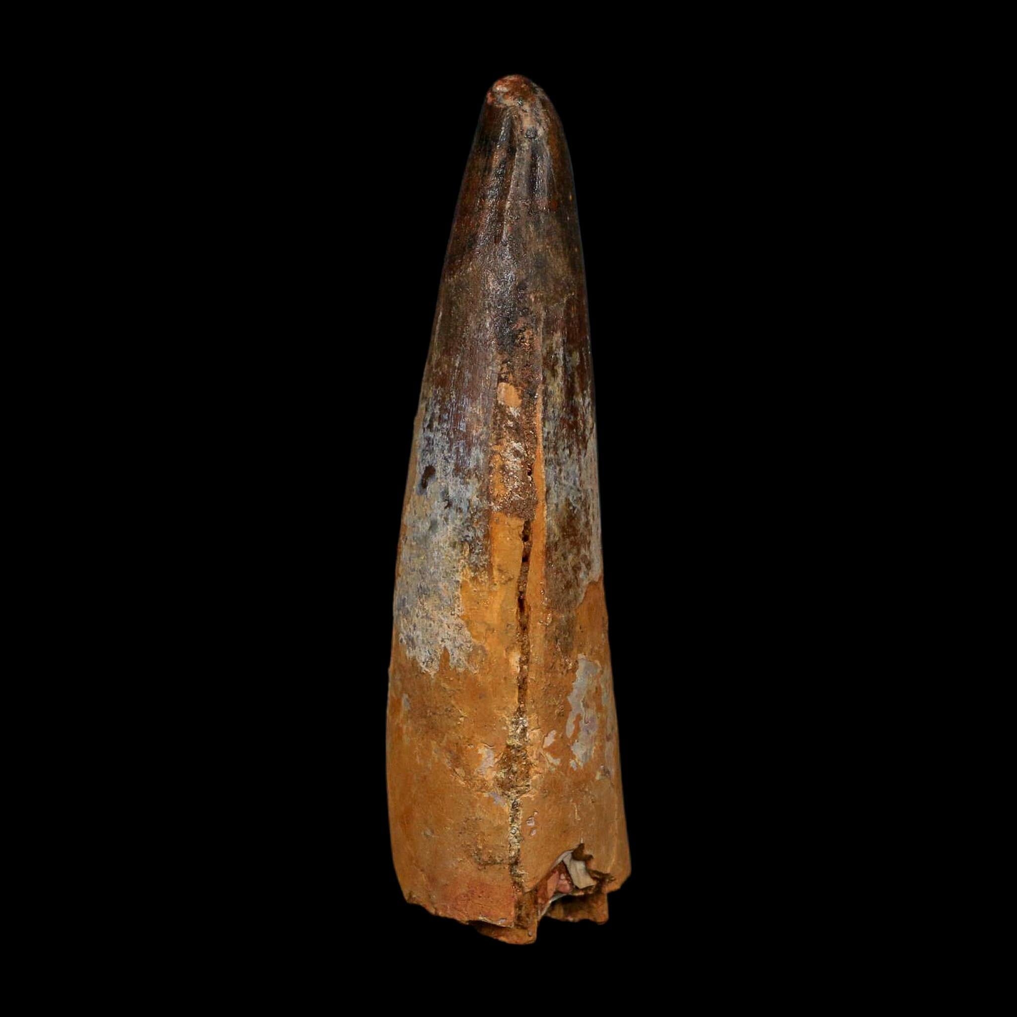 XL 3.5" Spinosaurus Fossil Tooth 100 Million Years Old Cretaceous Dinosaur COA - Fossil Age Minerals