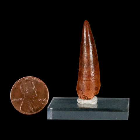 1.5" Spinosaurus Fossil Tooth 100 Million Years Old Cretaceous Dinosaur COA Stand