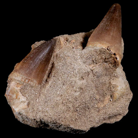 2 Two Mosasaur Prognathodon Fossil Teeth Matrix Cretaceous Dinosaur Era COA - Fossil Age Minerals