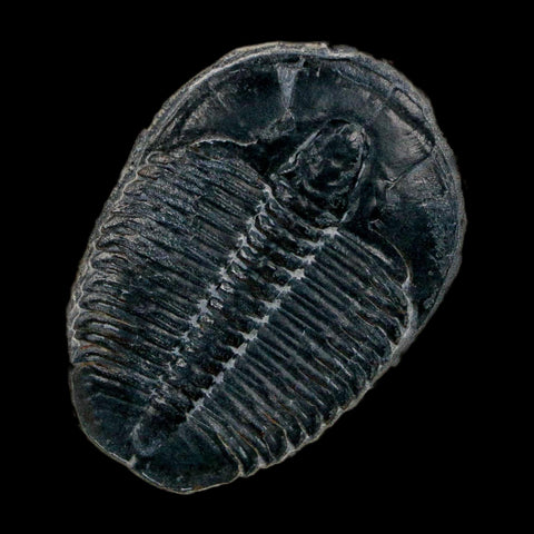 XL 1.4" Elrathia Kingi Trilobite Fossil In Matrix House Range Utah Cambrian Age COA - Fossil Age Minerals