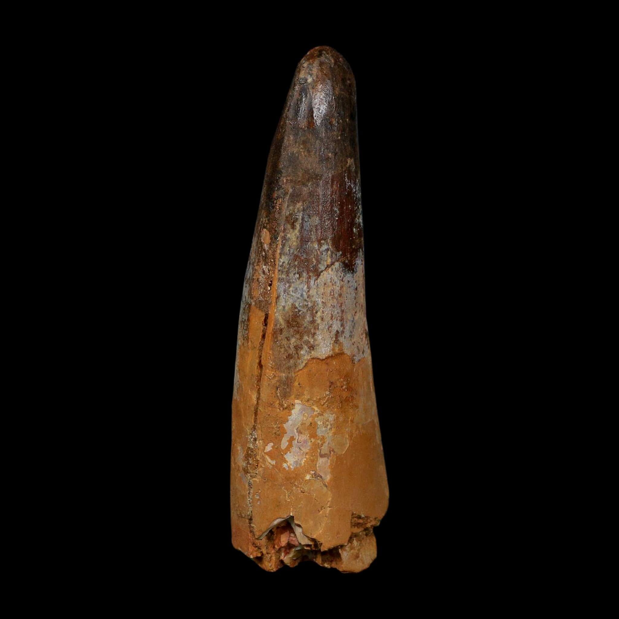 XL 3.5" Spinosaurus Fossil Tooth 100 Million Years Old Cretaceous Dinosaur COA - Fossil Age Minerals
