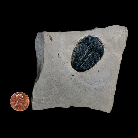 XL 1.4" Elrathia Kingi Trilobite Fossil In Matrix House Range Utah Cambrian Age COA - Fossil Age Minerals