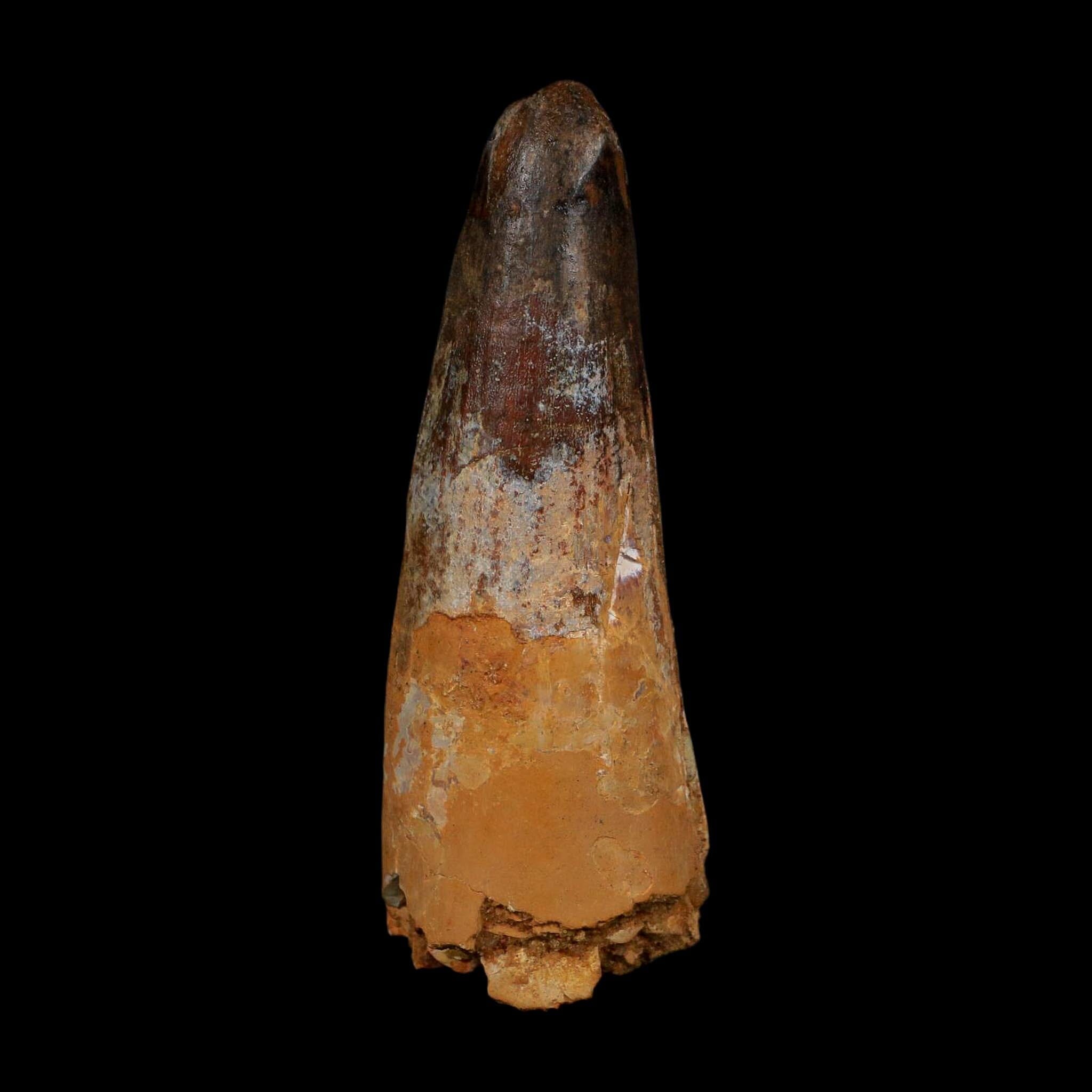 XL 3.5" Spinosaurus Fossil Tooth 100 Million Years Old Cretaceous Dinosaur COA - Fossil Age Minerals