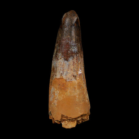 XL 3.5" Spinosaurus Fossil Tooth 100 Million Years Old Cretaceous Dinosaur COA
