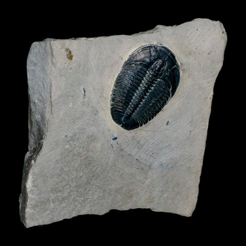 XL 1.4" Elrathia Kingi Trilobite Fossil In Matrix House Range Utah Cambrian Age COA - Fossil Age Minerals