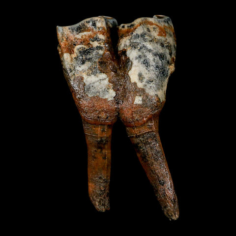 4.2" Woolly Rhinoceros Fossil Rooted Tooth Pleistocene Age Megafauna Russia COA - Fossil Age Minerals