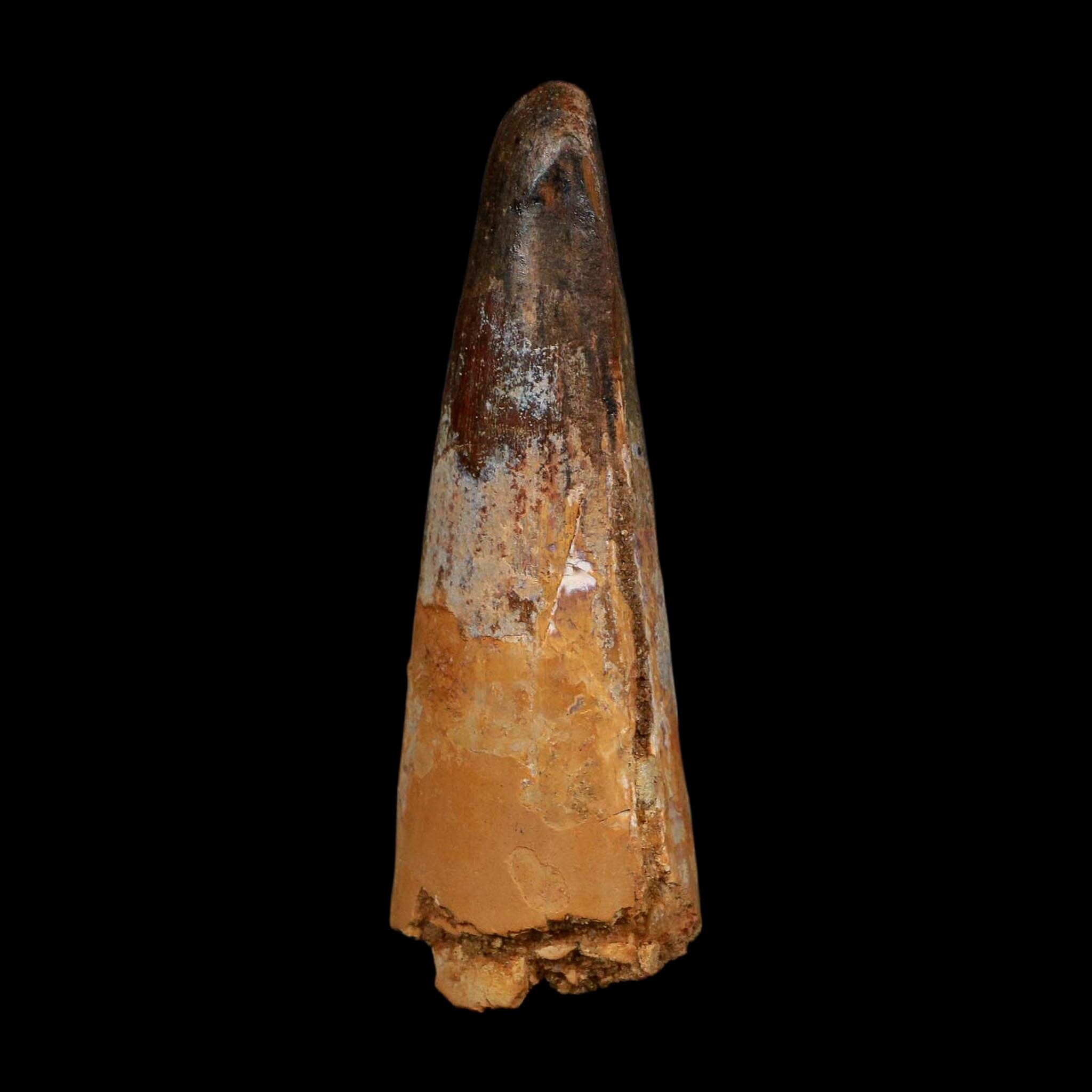 XL 3.5" Spinosaurus Fossil Tooth 100 Million Years Old Cretaceous Dinosaur COA - Fossil Age Minerals