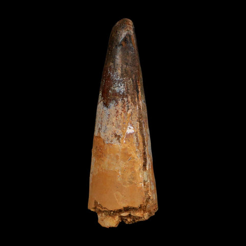 XL 3.5" Spinosaurus Fossil Tooth 100 Million Years Old Cretaceous Dinosaur COA - Fossil Age Minerals