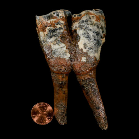 4.2" Woolly Rhinoceros Fossil Rooted Tooth Pleistocene Age Megafauna Russia COA - Fossil Age Minerals