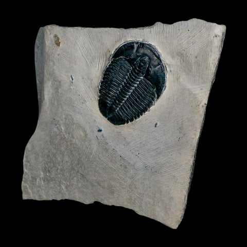 XL 1.4" Elrathia Kingi Trilobite Fossil In Matrix House Range Utah Cambrian Age COA - Fossil Age Minerals