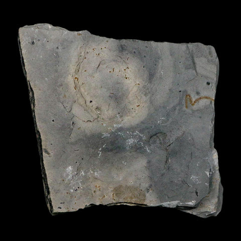 XL 1.4" Elrathia Kingi Trilobite Fossil In Matrix House Range Utah Cambrian Age COA - Fossil Age Minerals