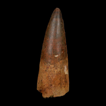 XL 3.3" Spinosaurus Fossil Tooth 100 Million Years Old Cretaceous Dinosaur COA