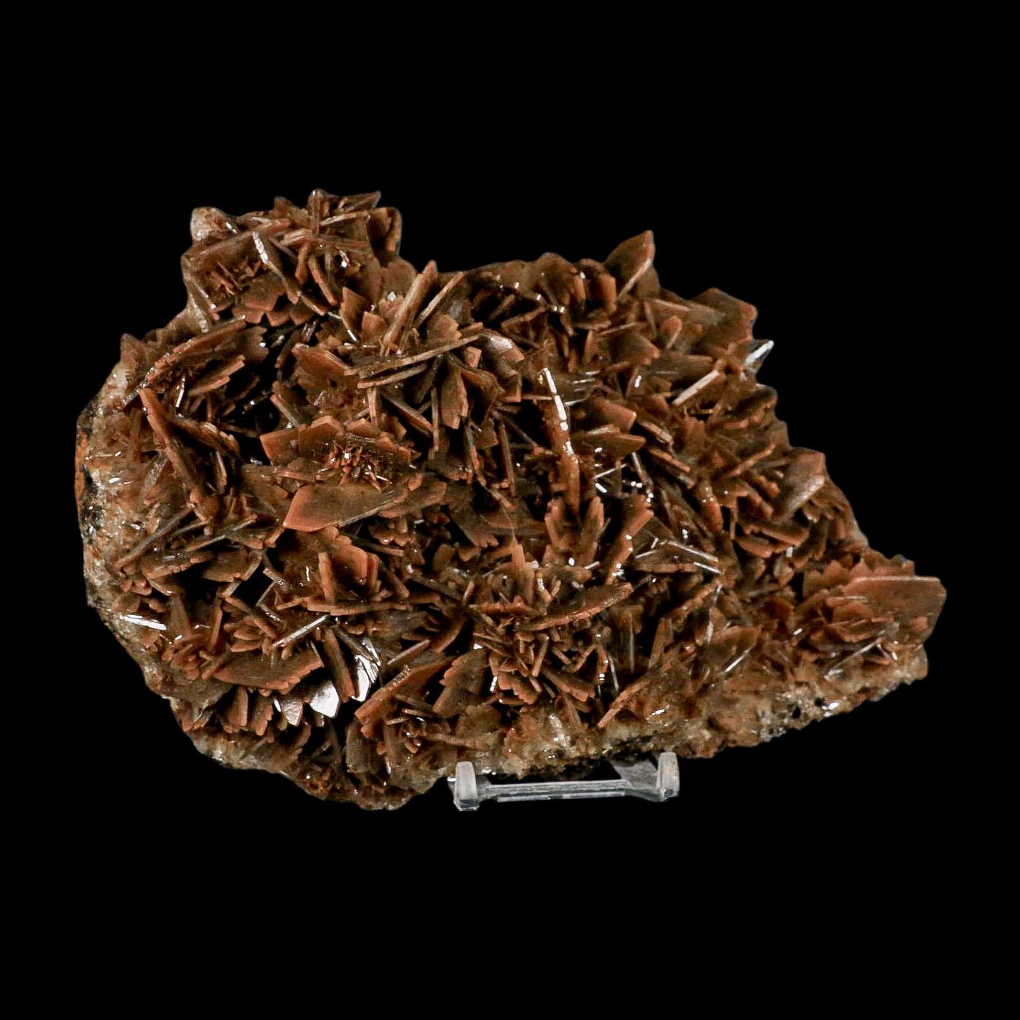 XL 7.3" Brown Barite Blades Crystal Mineral Specimen Nador Morocco Stand - Fossil Age Minerals