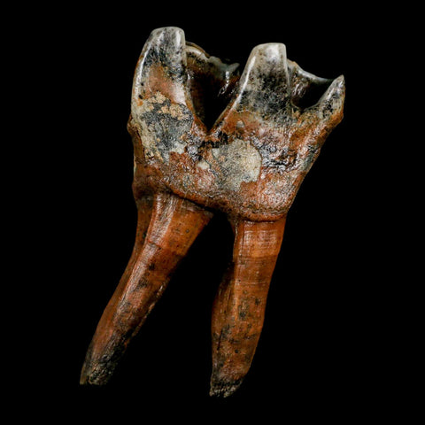 4.2" Woolly Rhinoceros Fossil Rooted Tooth Pleistocene Age Megafauna Russia COA - Fossil Age Minerals
