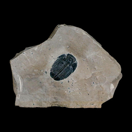 XL 1.5" Elrathia Kingi Trilobite Fossil In Matrix House Range Utah Cambrian Age COA