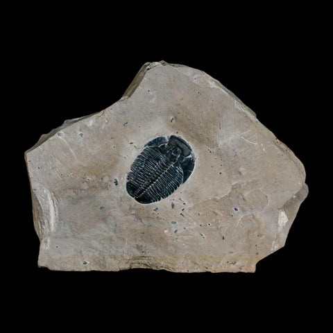 XL 1.5" Elrathia Kingi Trilobite Fossil In Matrix House Range Utah Cambrian Age COA - Fossil Age Minerals