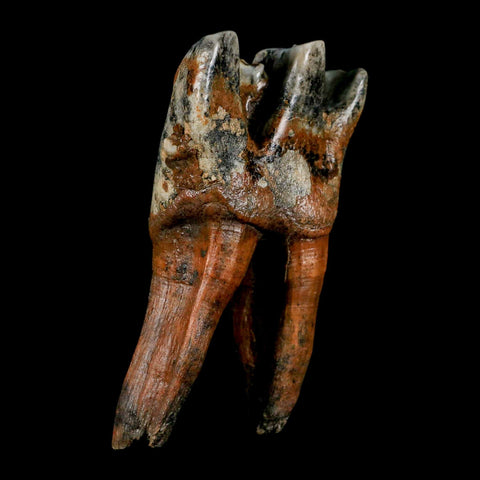 4.2" Woolly Rhinoceros Fossil Rooted Tooth Pleistocene Age Megafauna Russia COA - Fossil Age Minerals