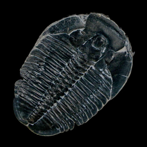 XL 1.5" Elrathia Kingi Trilobite Fossil In Matrix House Range Utah Cambrian Age COA - Fossil Age Minerals