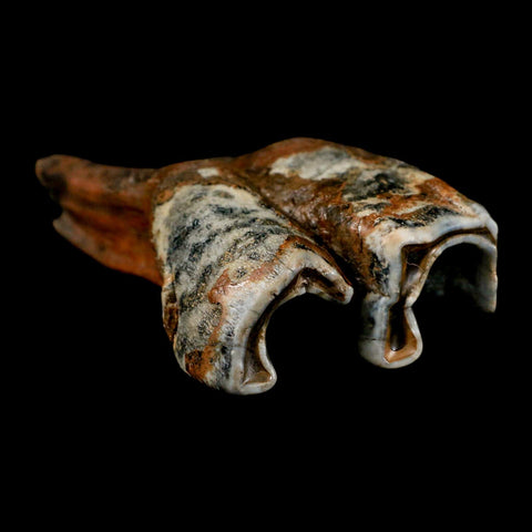 4.2" Woolly Rhinoceros Fossil Rooted Tooth Pleistocene Age Megafauna Russia COA - Fossil Age Minerals
