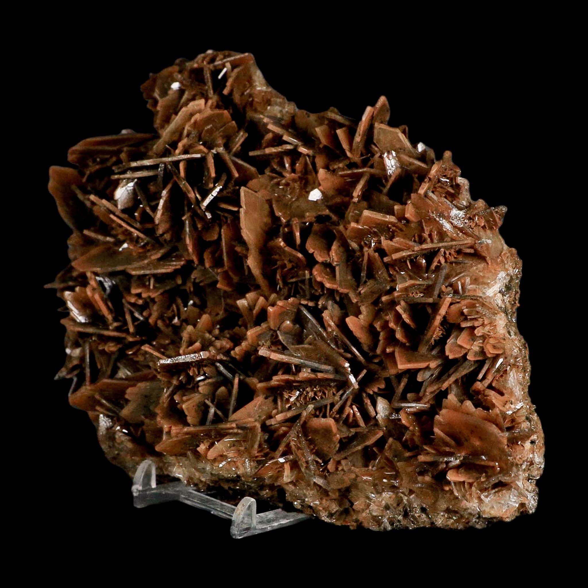 XL 7.3" Brown Barite Blades Crystal Mineral Specimen Nador Morocco Stand - Fossil Age Minerals