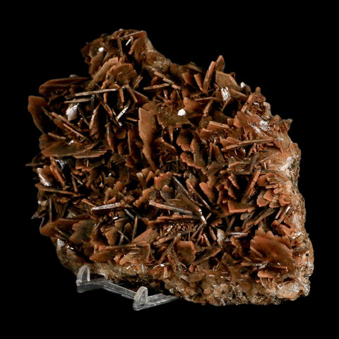 XL 7.3" Brown Barite Blades Crystal Mineral Specimen Nador Morocco Stand