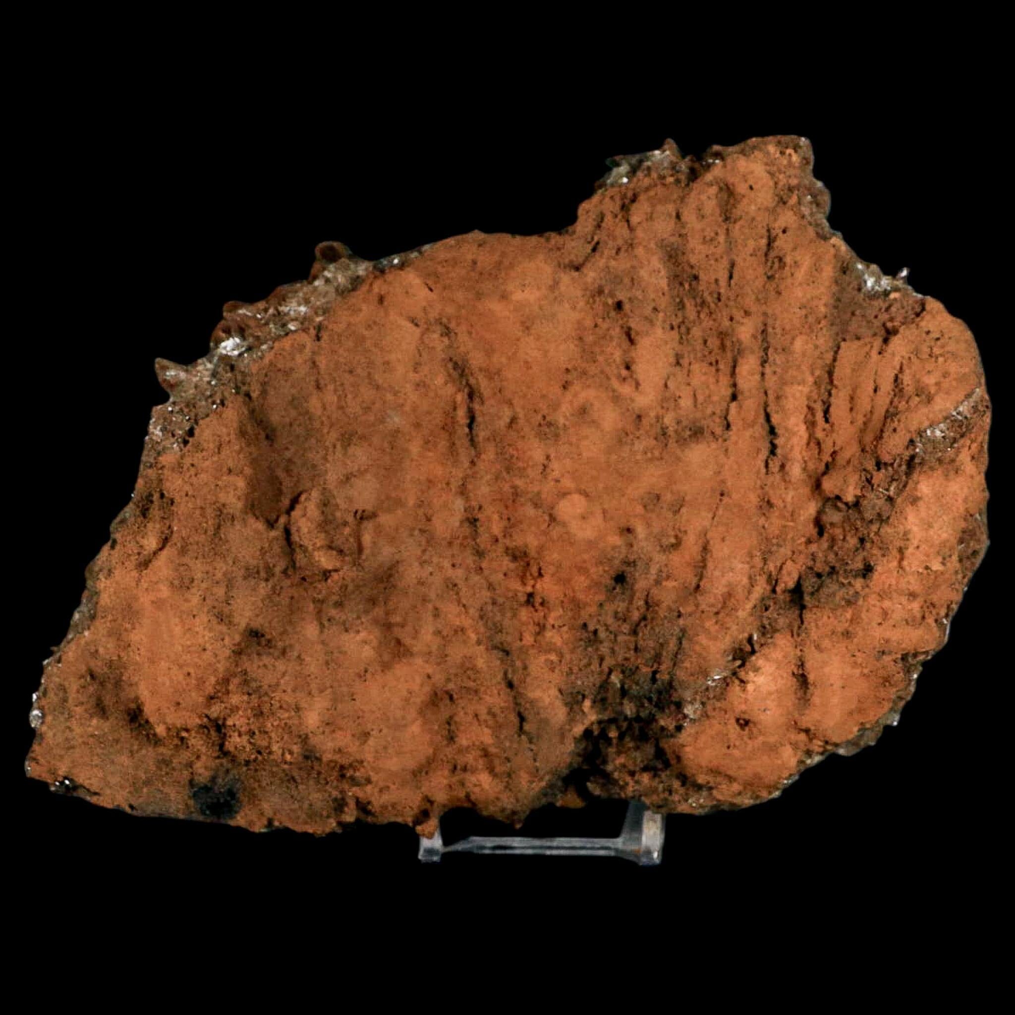 XL 7.3" Brown Barite Blades Crystal Mineral Specimen Nador Morocco Stand - Fossil Age Minerals