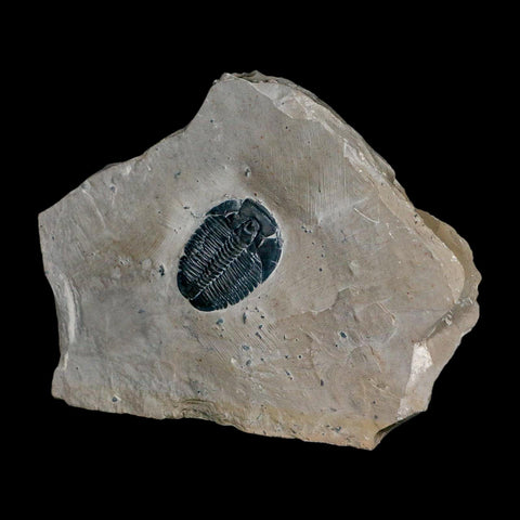 XL 1.5" Elrathia Kingi Trilobite Fossil In Matrix House Range Utah Cambrian Age COA - Fossil Age Minerals