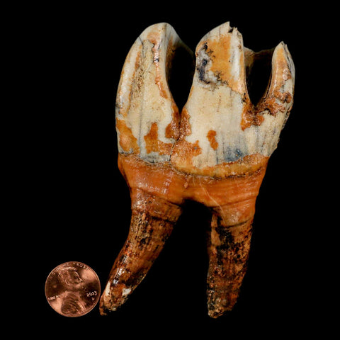 4.1" Woolly Rhinoceros Fossil Rooted Tooth Pleistocene Age Megafauna Russia COA - Fossil Age Minerals