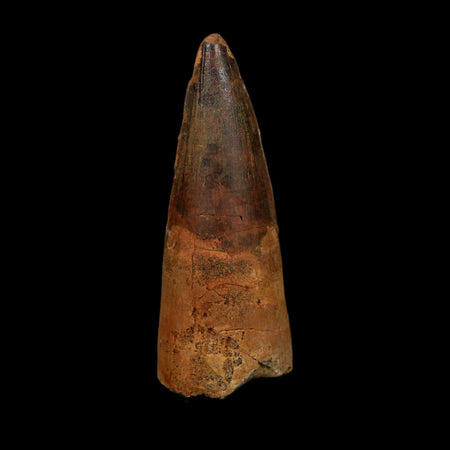 XL 3.3" Spinosaurus Fossil Tooth 100 Million Years Old Cretaceous Dinosaur COA