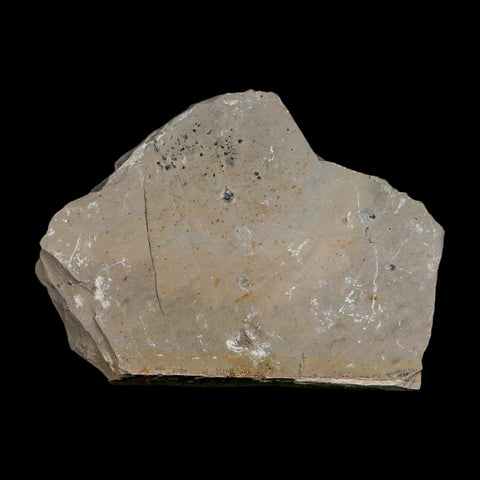 XL 1.5" Elrathia Kingi Trilobite Fossil In Matrix House Range Utah Cambrian Age COA - Fossil Age Minerals