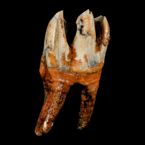 4.1" Woolly Rhinoceros Fossil Rooted Tooth Pleistocene Age Megafauna Russia COA - Fossil Age Minerals
