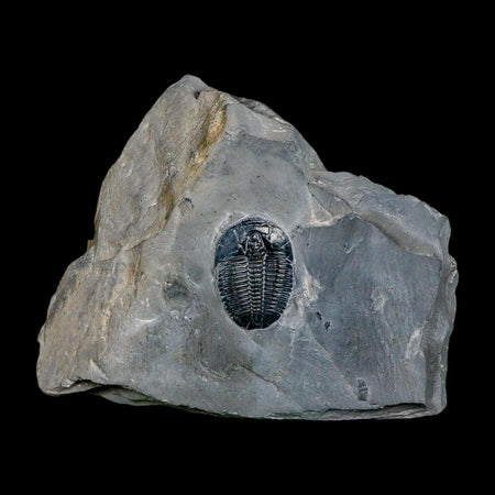 XL 1.5" Elrathia Kingi Trilobite Fossil In Matrix House Range Utah Cambrian Age COA