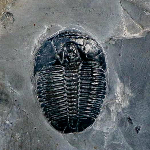 XL 1.5" Elrathia Kingi Trilobite Fossil In Matrix House Range Utah Cambrian Age COA - Fossil Age Minerals