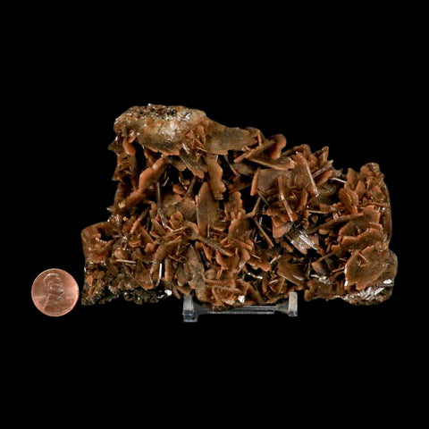 XL 4.8" Brown Barite Blades Crystal Mineral Specimen Nador Morocco Stand