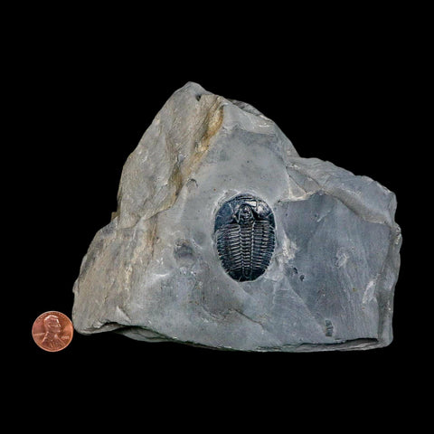 XL 1.5" Elrathia Kingi Trilobite Fossil In Matrix House Range Utah Cambrian Age COA - Fossil Age Minerals