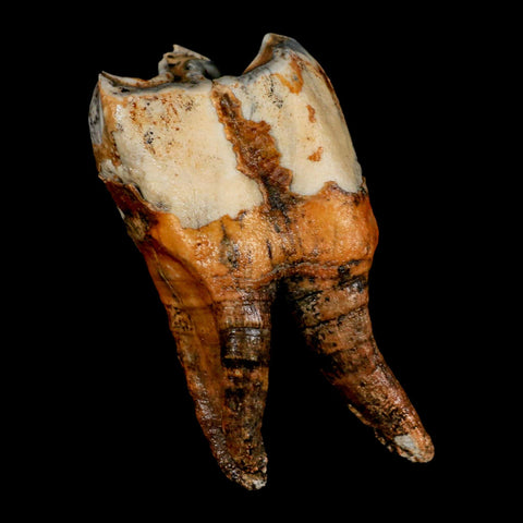 4.1" Woolly Rhinoceros Fossil Rooted Tooth Pleistocene Age Megafauna Russia COA - Fossil Age Minerals