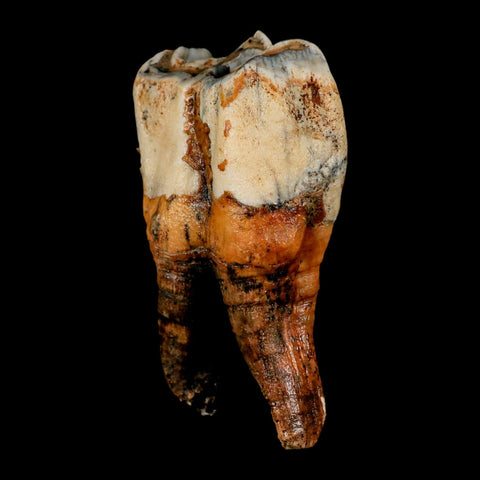 4.1" Woolly Rhinoceros Fossil Rooted Tooth Pleistocene Age Megafauna Russia COA - Fossil Age Minerals