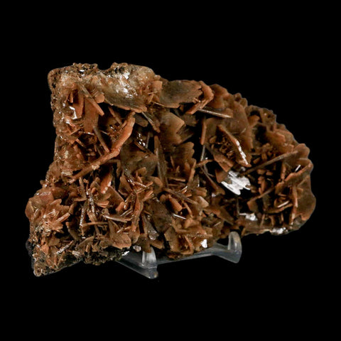 XL 4.8" Brown Barite Blades Crystal Mineral Specimen Nador Morocco Stand