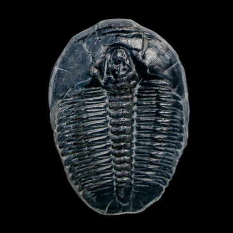XL 1.5" Elrathia Kingi Trilobite Fossil In Matrix House Range Utah Cambrian Age COA - Fossil Age Minerals