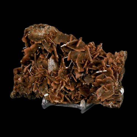 XL 4.8" Brown Barite Blades Crystal Mineral Specimen Nador Morocco Stand