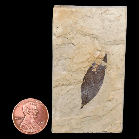 1.2" Caesalpinia Pecorae Divi Divi Trees Fossil Plant Leaf Eocene Age Uintah Utah - Fossil Age Minerals