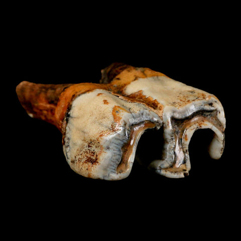4.1" Woolly Rhinoceros Fossil Rooted Tooth Pleistocene Age Megafauna Russia COA - Fossil Age Minerals