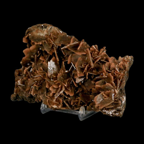 XL 4.8" Brown Barite Blades Crystal Mineral Specimen Nador Morocco Stand
