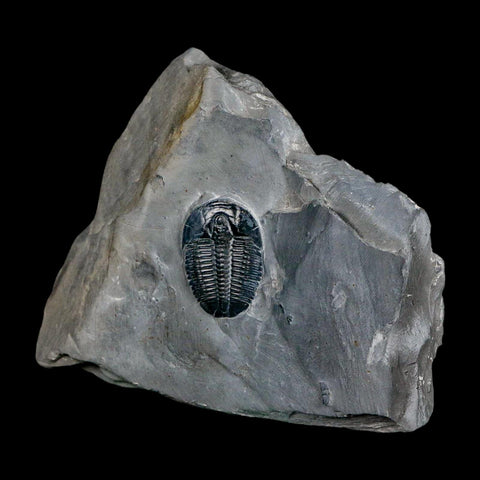 XL 1.5" Elrathia Kingi Trilobite Fossil In Matrix House Range Utah Cambrian Age COA - Fossil Age Minerals