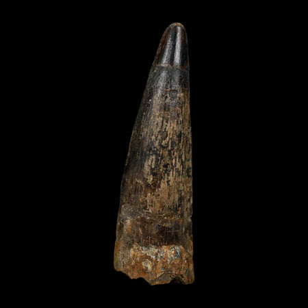 XL 4" Spinosaurus Fossil Tooth 100 Million Years Old Cretaceous Dinosaur COA